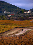 Dirt road cutting through vineyards outside of Sieci, Italy