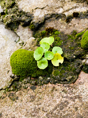 Moss grows from a rock wall in Galway, Ireland.