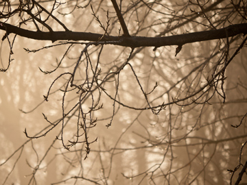 The branches of a tree on a foggy morning
