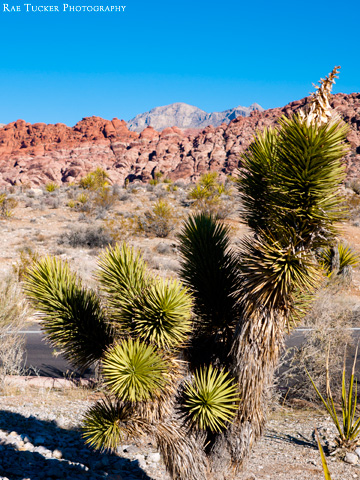 A small joshua tree in the Nevada desert landscape