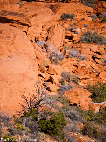 Red Rock Canyon is west of Las Vegas, Nevada