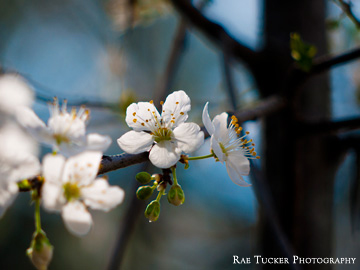 Spring blossoms in Tirana, Albania