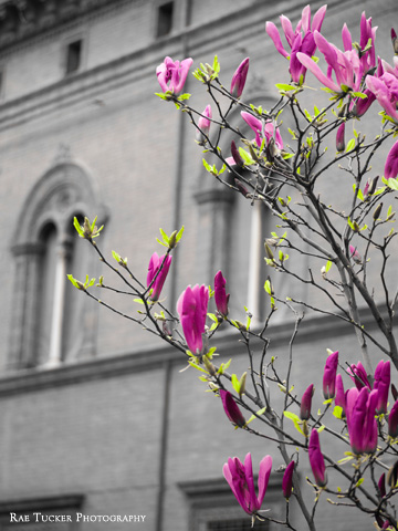 Pink magnolias and leaf buds in Bologna, Italy