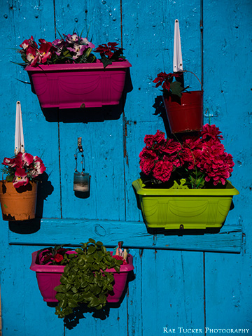 Potted Flowers on a Blue Shutter in Larnaca, Cyprus