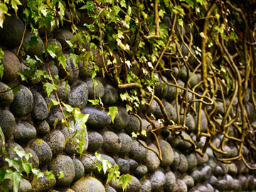A stone retaining wall is covered with vines in Vancouver, BC, Canada
