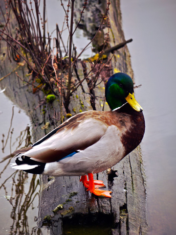 A mallard duck resting on a log in a pond