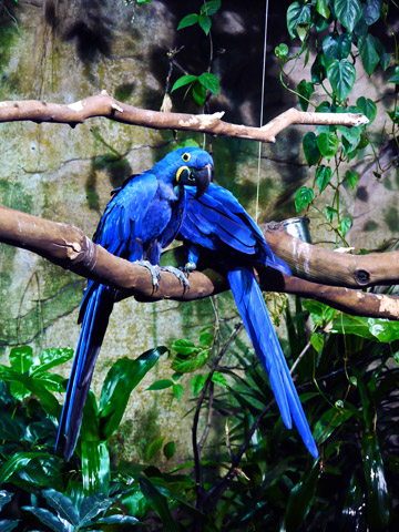 Blue parrots on a tree