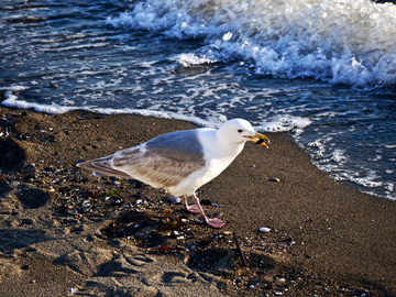 A seagull eats along the surf