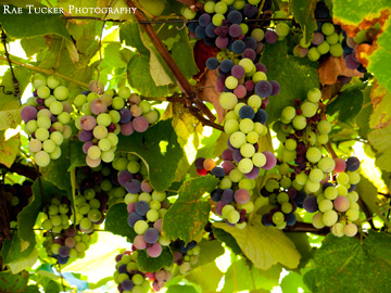 Green and purple grapes hang from a vine