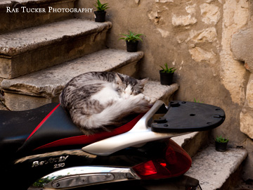 A cat nap on a moped in Split, Croatia