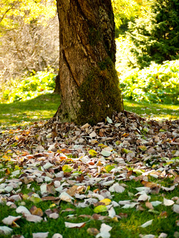 Falled leaves surround the base of a tree