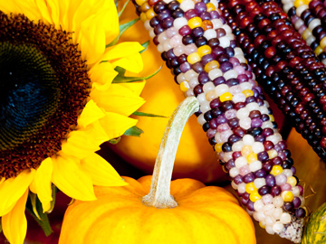 Symbols of autumn - sunflower, pumpkin and corn