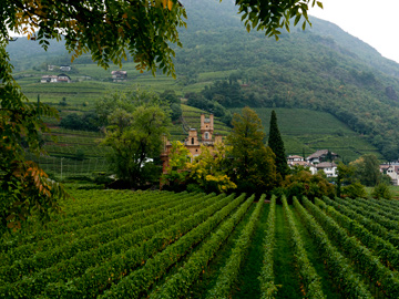 Rows of grape vines lead to a castle in South Tyrol