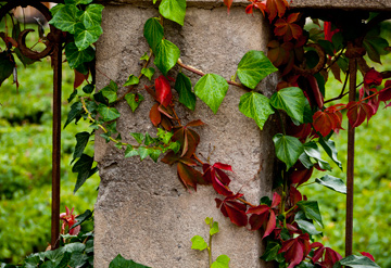 Red and green ivy climb over a fence during the autumn in Bolzano, Italy