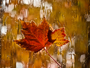 A rainy window with autumn maple leaves