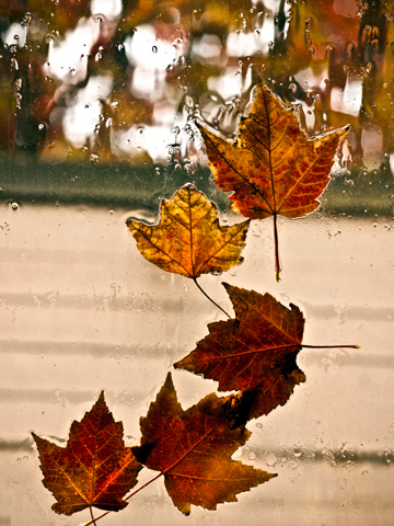 Rainy Window Maple Leaves