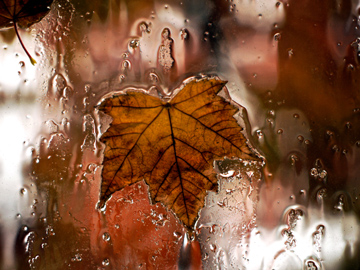 A yellow autumn maple leaf on a rainy window