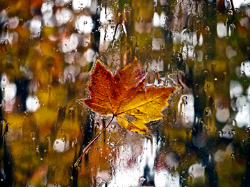 Autumn maple leaf on a rainy window