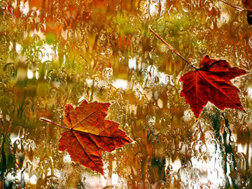 Autumn maple leaves on a rainy window