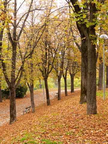 An autumn scene in a park in Bologna, Italy