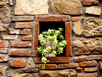 A potted plant in a brick and stone wall in Montefioralle, Italy