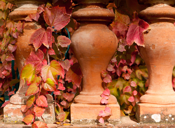 Terra cotta columns wrapped with autumn vines on a terrace in Tuscany.