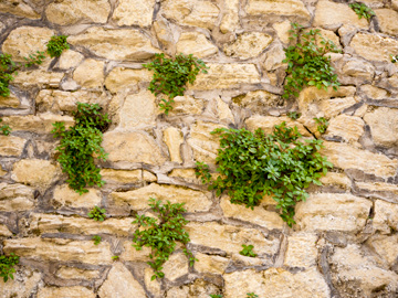 A medieval, stone wall with plants growing from it in San Marino