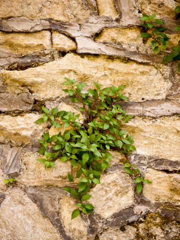 A plant ground from a stone wall in San Marino