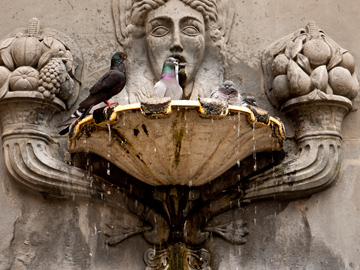 Pigeons bath themselves in a fountain in Parma, Italy
