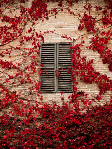 Red autumn leaves climb around the wooden shutters of a building in Parma, Italy