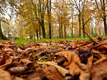 Autumn leaves gather under trees in Parma, Italy