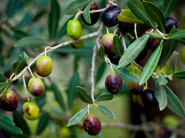 Green and black olives grow in Tuscany Italy