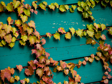 Red and green ivy leaves covering a shed wall