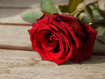 A romantic, red rose lies on a wooden table.