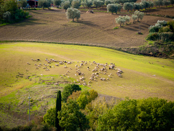 The Tuscan countryside is adorned with sheep grazing and olive groves.