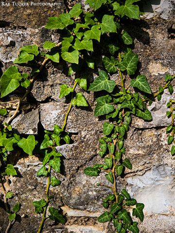 A crumbling stone wall hosts a crawling ivy plant in Montenegro.