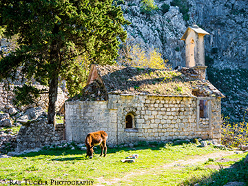 A donkey grazes on grasses outside the ruins of a church in Kotor, Montenegro