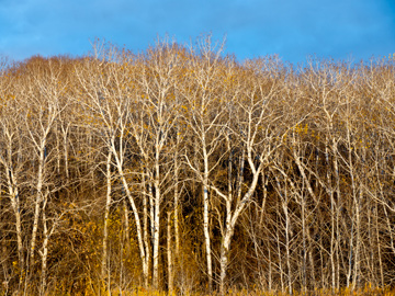 White poplar trees in rural, southern Manitoba during the autumn months