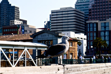 A seagull resting outside of the Ferry Building in San Francisco, California