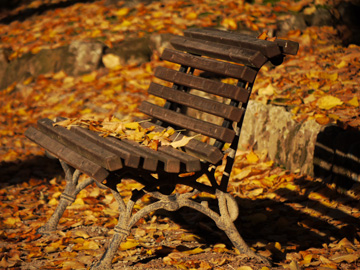 Park bench surrounded by autumn leaves in Arezzo, Italy