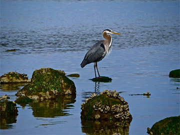 A blue heron standing in water