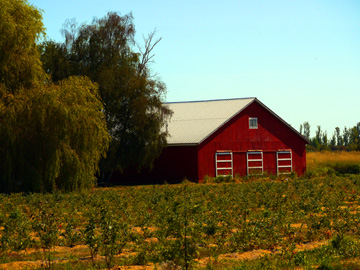 A farm on the outskirts of Delta, British Columbia in Canada.