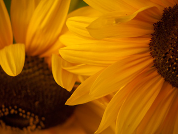 Sunflowers in British Columbia, Canada