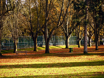 Long shadows across the trees in Stanley Park in Vancouver, BC, Canada during the autumn