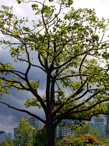 A tree stands between Stanley Park and downtown Vancouver during the late spring months