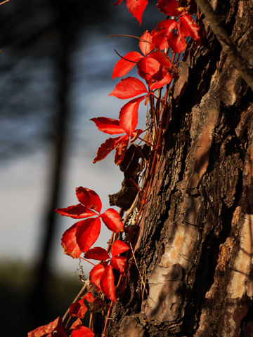 Autumn red leaves on tree bark