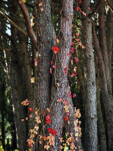 Autumn ivy winding itself trees in Tuscany