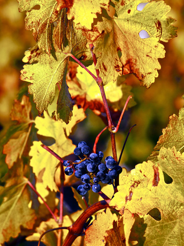 Autumn grape leaves and fruit in Tuscany.