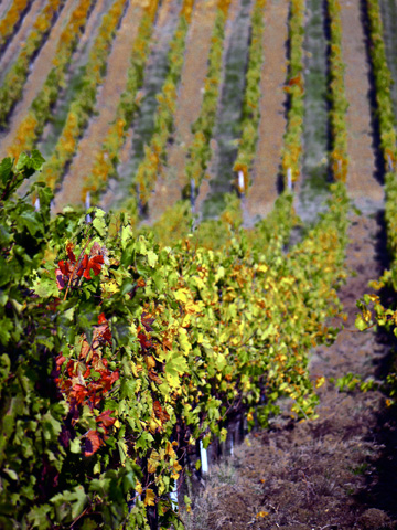 Rows of grape vines are tinged with the colors of autumn.
