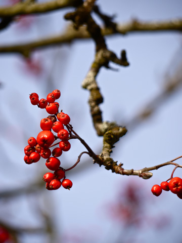 Red berries on a branch bare of leaves in the winter